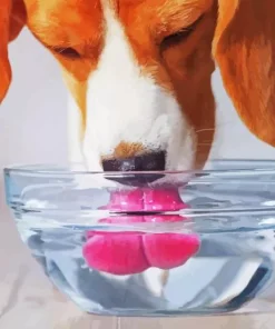 Dog Drinking Water Diamond Painting