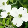 Flowering Dogwood Diamond Painting