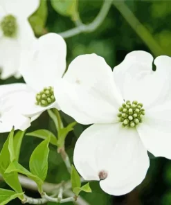 Flowering Dogwood Diamond Painting