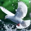 Flying Pigeon Diamond Painting