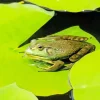 Frog And Lily Pad Diamond Painting