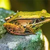 Frog On A Rock Diamond Painting