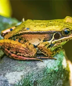 Frog On A Rock Diamond Painting
