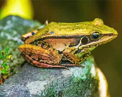 Frog On A Rock Diamond Painting