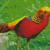 Golden Pheasant Diamond Painting