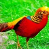 Golden Pheasant Diamond Painting