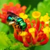 Green Bee Insect Diamond Painting