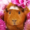 Guinea Pig Flower Diamond Painting