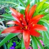 Guzmania Bromeliad Diamond Painting