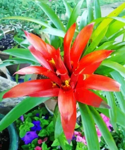 Guzmania Bromeliad Diamond Painting