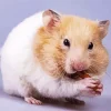 Hamster Eating Diamond Painting