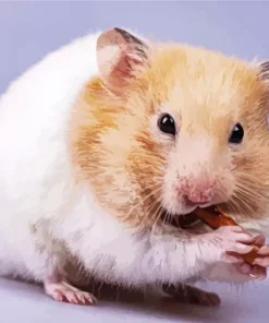 Hamster Eating Diamond Painting