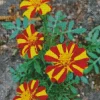 Harlequin Marigold Diamond Painting