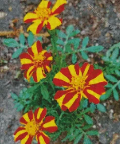 Harlequin Marigold Diamond Painting