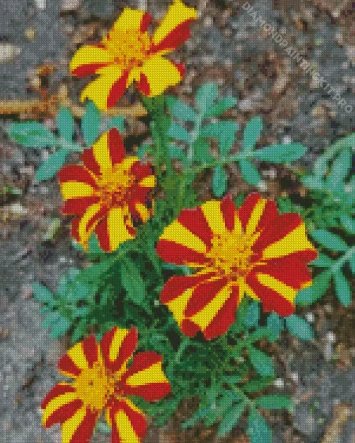 Harlequin Marigold Diamond Painting