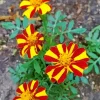 Harlequin Marigold Diamond Painting