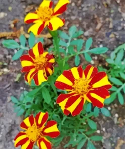 Harlequin Marigold Diamond Painting