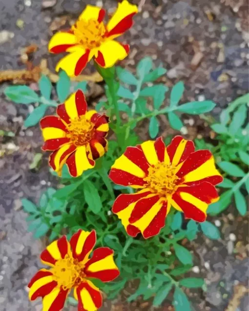 Harlequin Marigold Diamond Painting