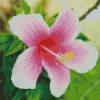 Hawaiian Flower Diamond Painting