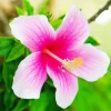 Hawaiian Flower Diamond Painting