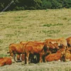 Herd Of Cows Diamond Painting