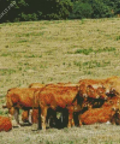 Herd Of Cows Diamond Painting