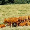 Herd Of Cows Diamond Painting
