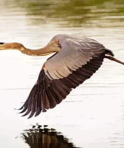 Heron Bird Flying Diamond Painting