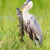 Heron Eating Fish Diamond Painting