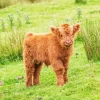 Highland Baby Cow Diamond Painting