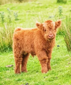 Highland Baby Cow Diamond Painting