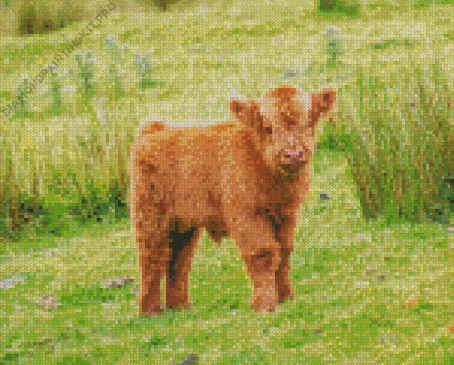 Highland Baby Cow Diamond Painting