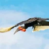 Hornbill Bird Flying Diamond Painting