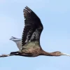 Ibis Bird Flying Diamond Painting