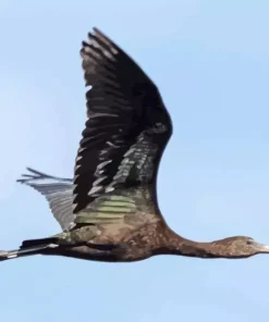 Ibis Bird Flying Diamond Painting
