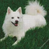 Japanese Spitz Dog Diamond Painting