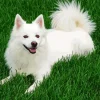 Japanese Spitz Dog Diamond Painting