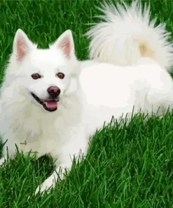 Japanese Spitz Dog Diamond Painting