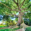 Kapok Tree Diamond Painting