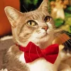 Kitten With Bow Tie Diamond Painting