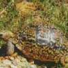 Leopard Tortoise Diamond Painting