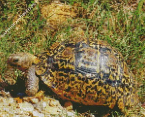 Leopard Tortoise Diamond Painting