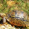 Leopard Tortoise Diamond Painting