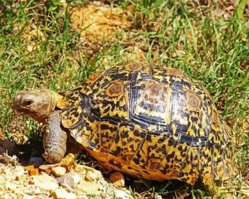 Leopard Tortoise Diamond Painting