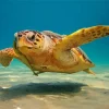 Loggerhead Sea Turtle Diamond Painting