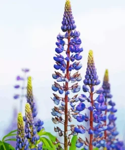 Lupine Flowers Diamond Painting