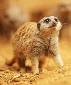 Meerkat Animal Diamond Painting