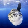 Mola Fish Diamond Painting