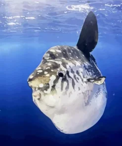 Mola Fish Diamond Painting