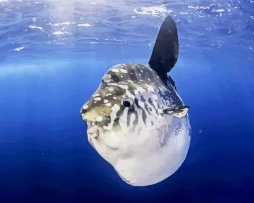 Mola Fish Diamond Painting